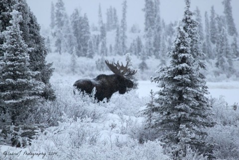 alaska trip in november