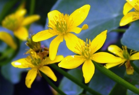 Caltha palustris Plants and Flowersmarsh marigold