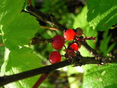 Red Currant Ribes triste Superior National Forest Flickr 5098098380 77897d603a w