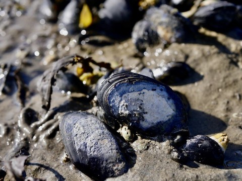 Life in the intertidal blue mussels Brandan Norman Flickr 49194203852 52a0d75701 c