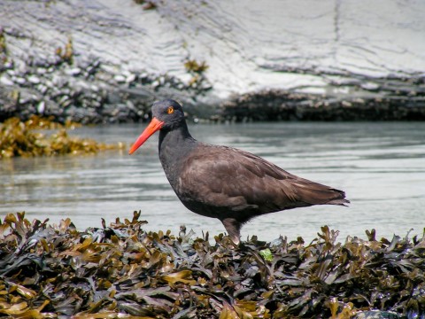 Black oystercatcher Anadyr Adventures black oystercatcher
