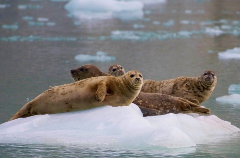 Harbor seal 2019 Harbor Seal 6