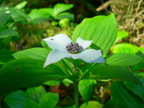 Plants and Flowers Drawf Dogwood Bunchberry Carpets
