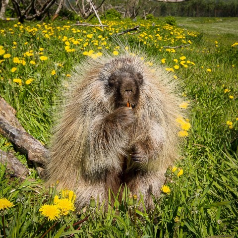 Porcupine Alaska Wildlife Conservation Center AWCC 1460