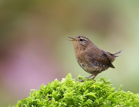 Pacific Wren Vancouver Is 6842161146 temperate rainforest Eleanor Briccetti Wikimedia