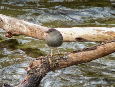 American dipper Bird Species ADFG Jamie Karnik Dipper JNU