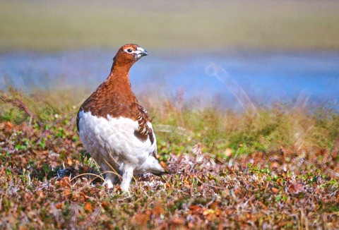Bird Species FWS Tim Bowman willowptarmigan