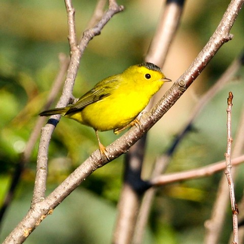 Bird Species FWS Donna Dewhurst Wilsons Warbler