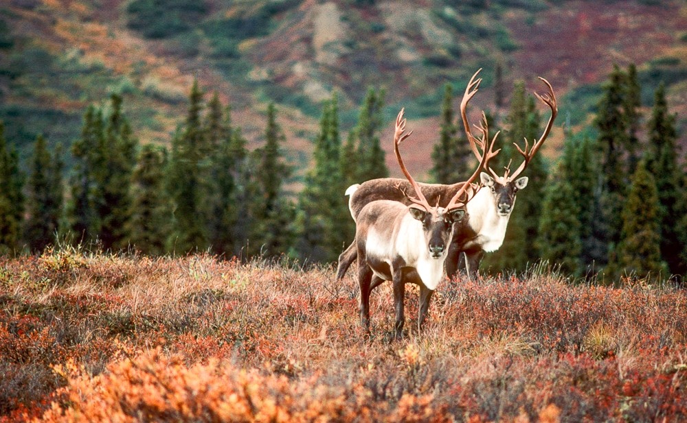 Caribou 2017 Alaska Odyssey 2129288 High Res