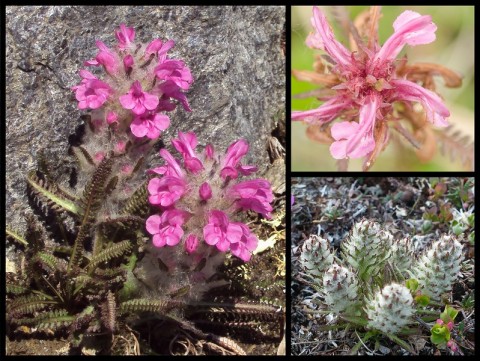 Tundra wooly lousewort Bering Land Bridge Natl Preserve Flickr 16374536332 735db21771 c