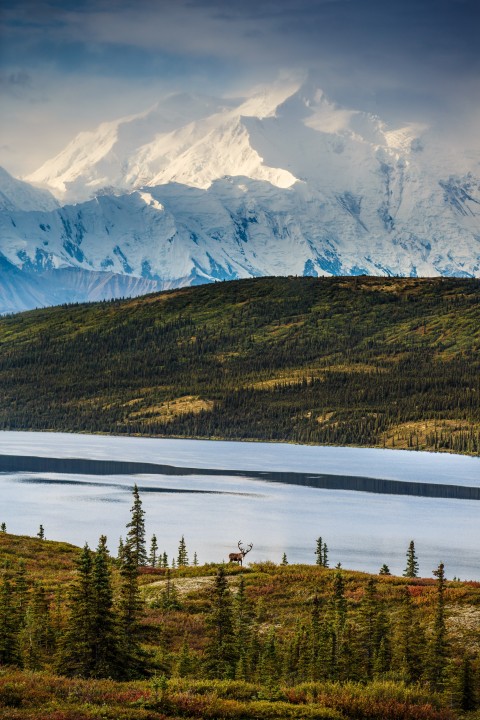 Bull Caribou in Denali National Park with Mt. Denali and Wonder Lake in background