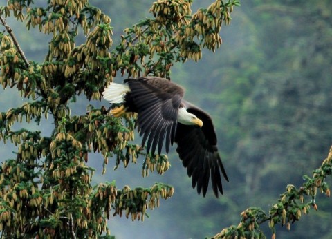 A bald eagle takes flight from a tree