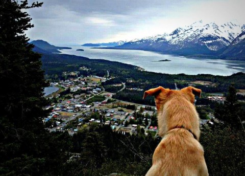 A dog overlooking Haines from the top of Mt. Ripinski