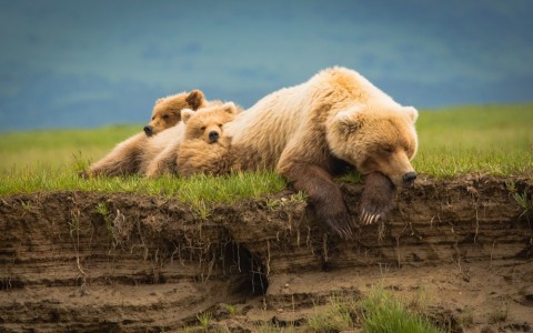 A tour with Emerald Air will give you the exciting experience to see bears in the wild