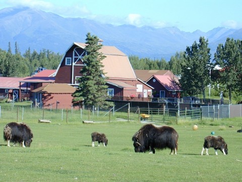 Musk Ox graze in a field with a red barn house and mountains in the background.