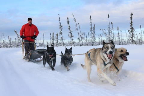 A man in a red coat is pulled along the snow on a sled by a team of sleddogs.