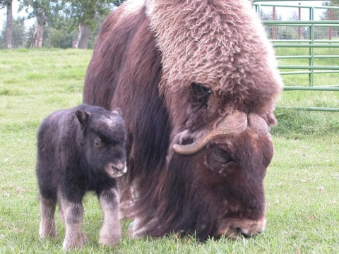 A Musx Ox and it's baby grazing
