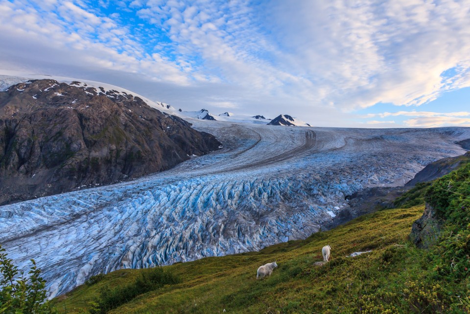 A few mountain goats graze next to Exit Glacier