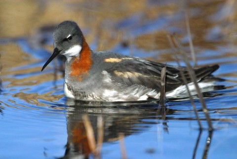 Alaska species birds red necked phalarope
