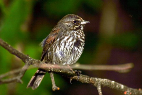 Alaska species birds fox sparrow