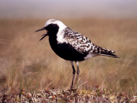 Alaska species birds black bellied plover