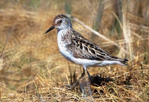 Alaska species birds semipalmated sandpiper