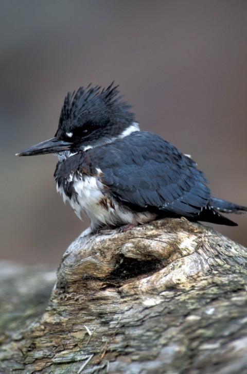 Alaska species birds FWS C Schuale beltedkingfisher