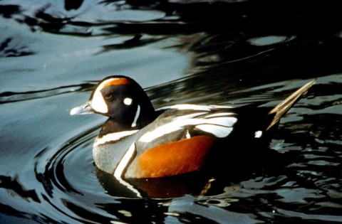 Alaska species birds FWS Glen Smart harlequinduck
