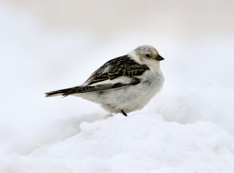Alaska species birds FWS Donna Dewhurst snowbunting