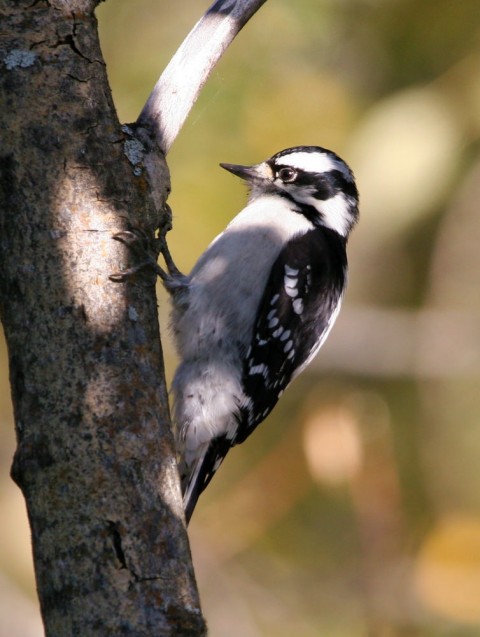 Alaska species birds FWS Donna Dewhurst downywoodpecker