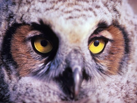 Alaska species birds Great Horned Owl Juvenile