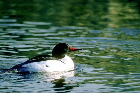 Alaska species birds common merganser
