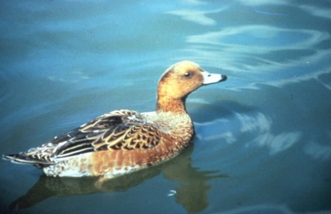 Alaska species birds Eurasian wigeon
