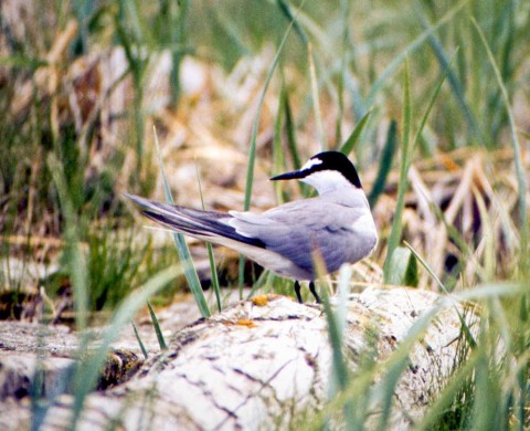 Alaska species birds Aleutian Tern on log Pt Moller R Gill med