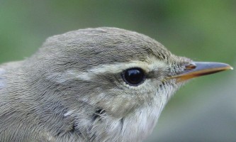 Alaska Birds | Facts & Photos of Alaska's Bird Species | ALASKA.ORG