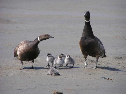 Alaska species birds BL brant family J Wasley med