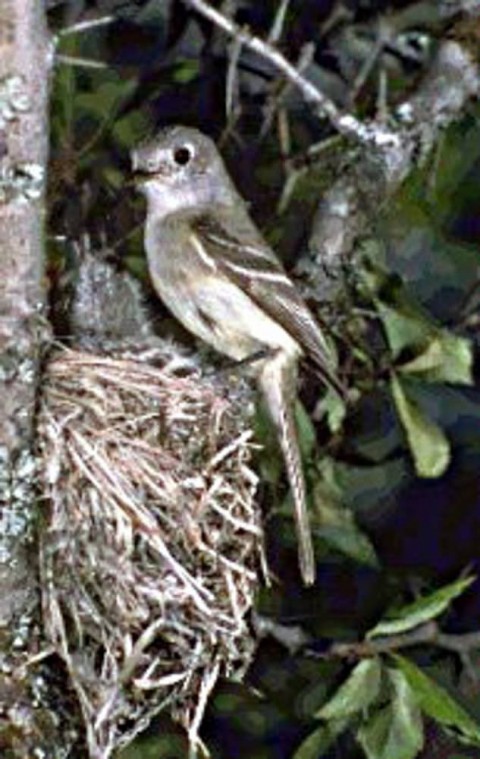 Alaska species birds alder flycatcher