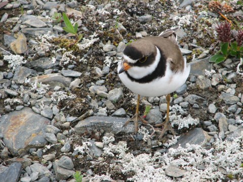 Alaska species birds Semi Palmated Plover
