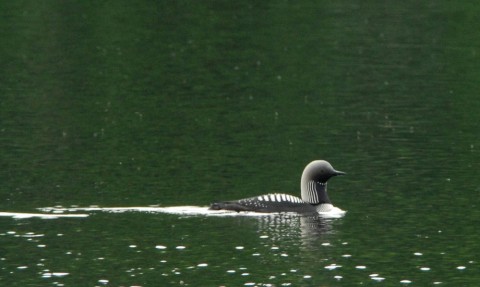 Alaska species birds Pacific Loon 3 2109