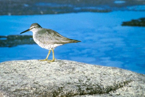 Alaska species birds Wandering Tattler