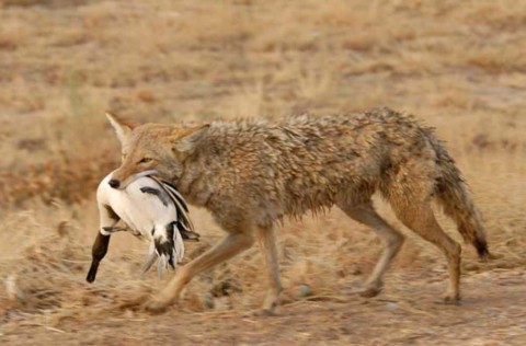 Coyote
