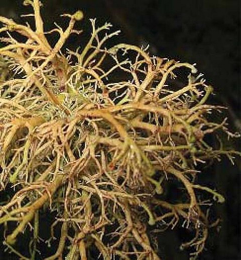 Alaska species lichens Coral Lichen