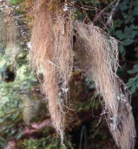 Alaska species lichens Gray Horsehair Lichen