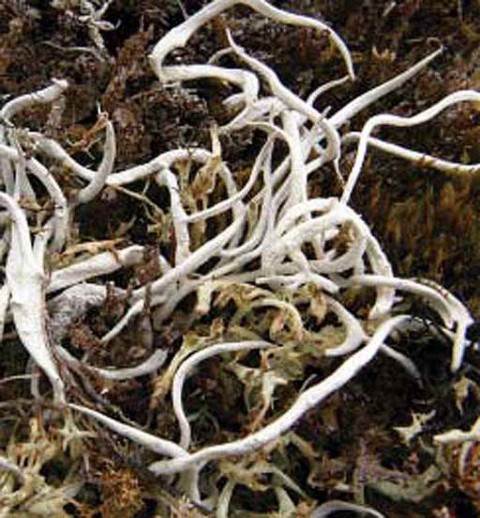 Alaska species lichens Tundra Spaghetti