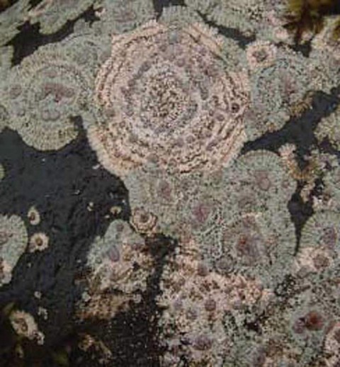 Alaska species lichens Bulls Eye Lichen