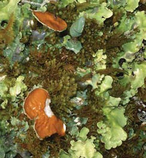 Alaska species lichens Arctic Kidney Lichen