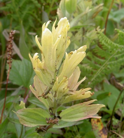 Plants flowers Castilleja unalaschensis wikipedia commons Wikimedia Commons