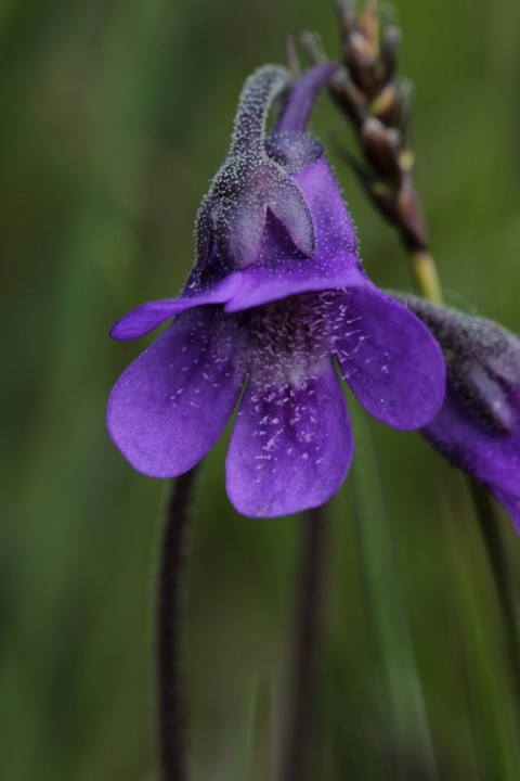 Plants flowers common buttwort flickr Flickr
