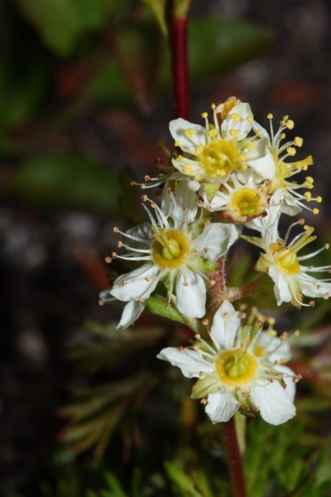 Plants flowers partridgefoot wikimedia Wikimedia Commons