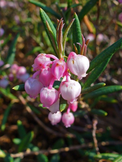 Plants flowers Andromeda polifolia wikimedia commons Wikimedia Commons